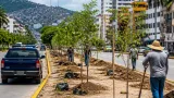 Ayuntamiento planta 262 árboles en Ruiz Cortines para recuperar áreas verdes tras Otis