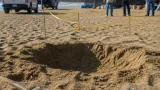 Localizan delfín muerto en playa Blanca; autoridades realizan diligencias y entierran el ejemplar