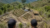 SSPE destruye tres plantíos de marihuana que sumaban más de 6 hectáreas en Guerrero