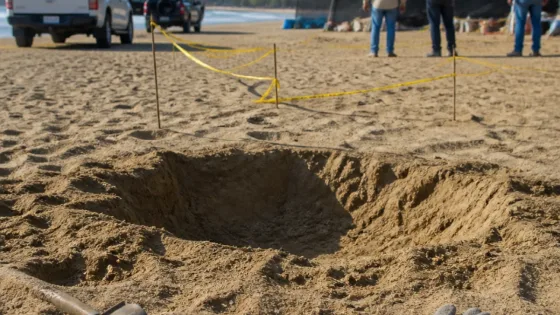 Localizan delfín muerto en playa Blanca; autoridades realizan diligencias y entierran el ejemplar