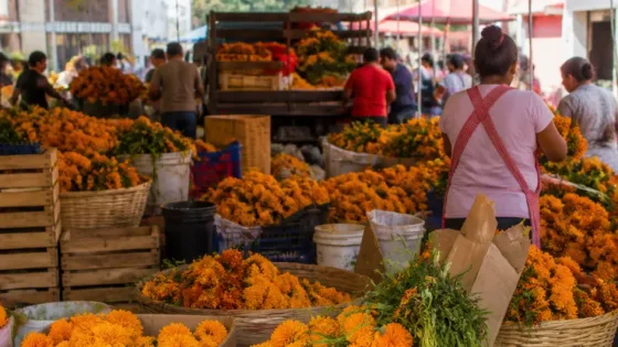Mercados de Guerrero se llenan de cempasúchil; comerciantes enfrentan alza en costos