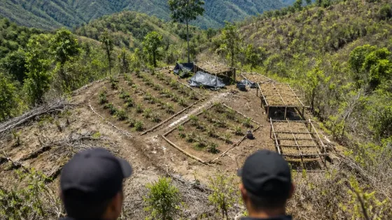 SSPE destruye tres plantíos de marihuana que sumaban más de 6 hectáreas en Guerrero