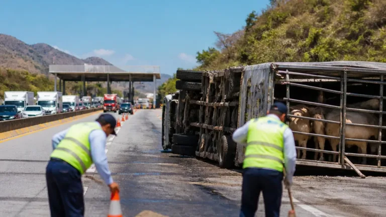 Volcó un tráiler con marranos en el libramiento a Tixtla; varios animales resultaron heridos