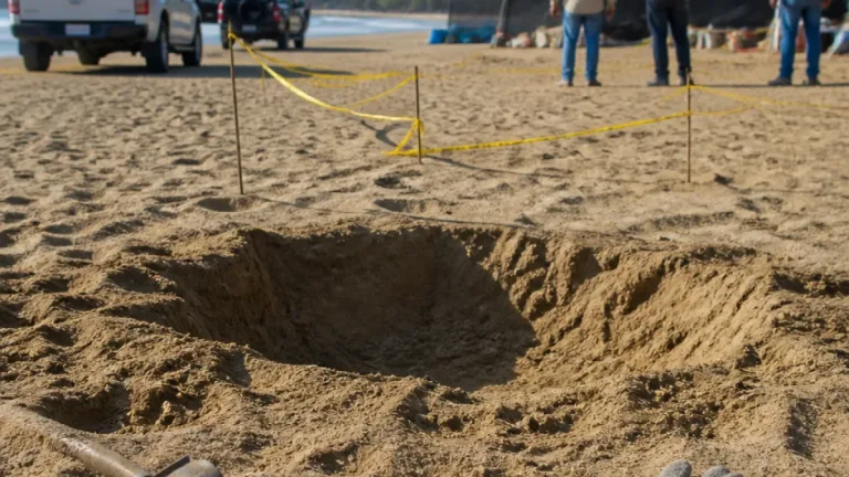 Localizan delfín muerto en playa Blanca; autoridades realizan diligencias y entierran el ejemplar