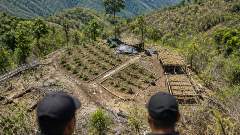 SSPE destruye tres plantíos de marihuana que sumaban más de 6 hectáreas en Guerrero